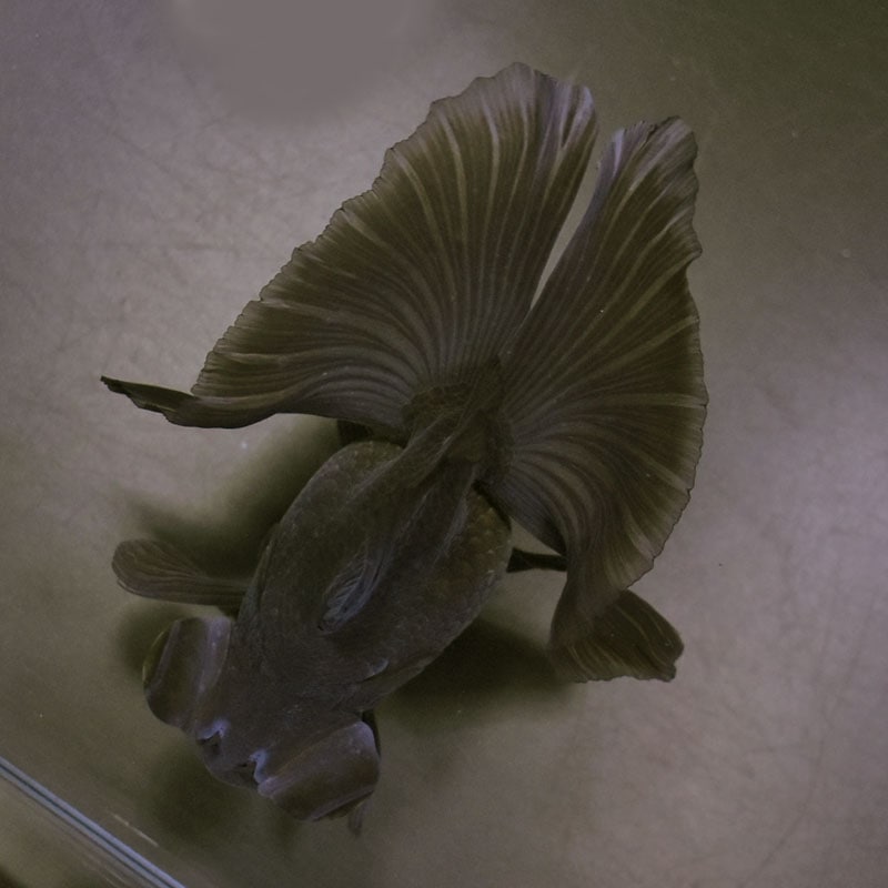 金魚王子】黒蝶尾 12cm前後 (個体番号：cde501) 金魚 きんぎょ