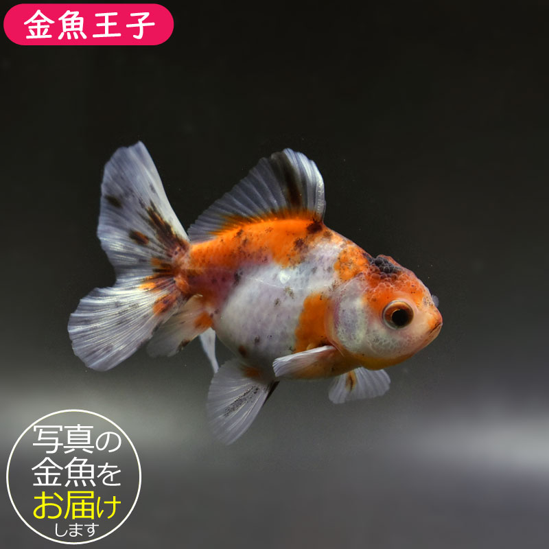 金魚王子】キャリコハーフムーンオランダ 7.5±1cm前後 (個体番号