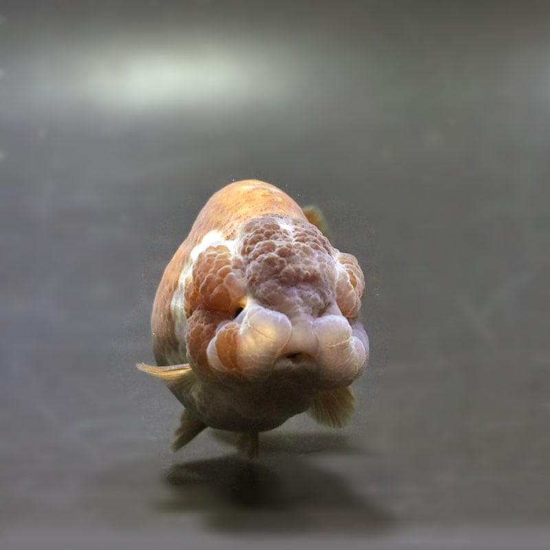 金魚王子】メノウらんちゅう 8.5cm前後 (個体番号：cde991) 金魚