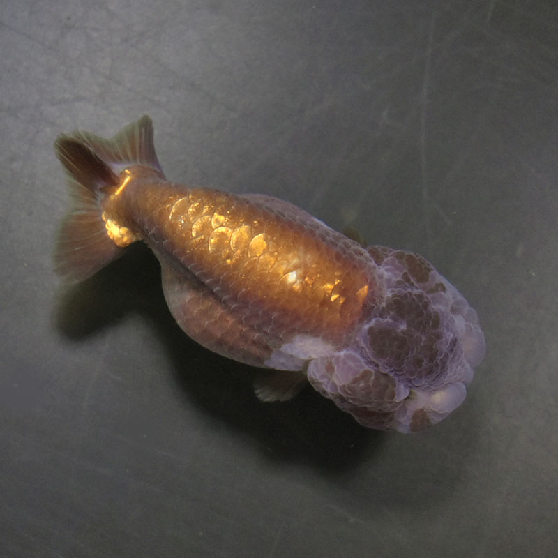 金魚王子】メノウらんちゅう 8.5cm前後 (個体番号：cde991) 金魚