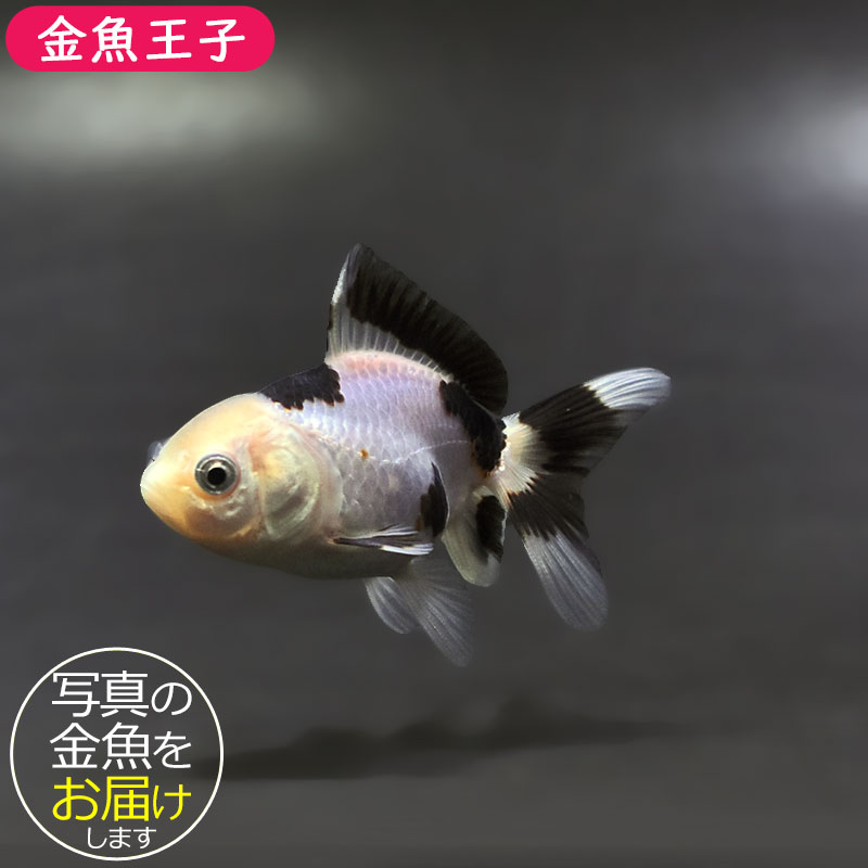金魚王子】白黒オランダ 6.5±1cm前後 (個体番号：xsw242) 金魚