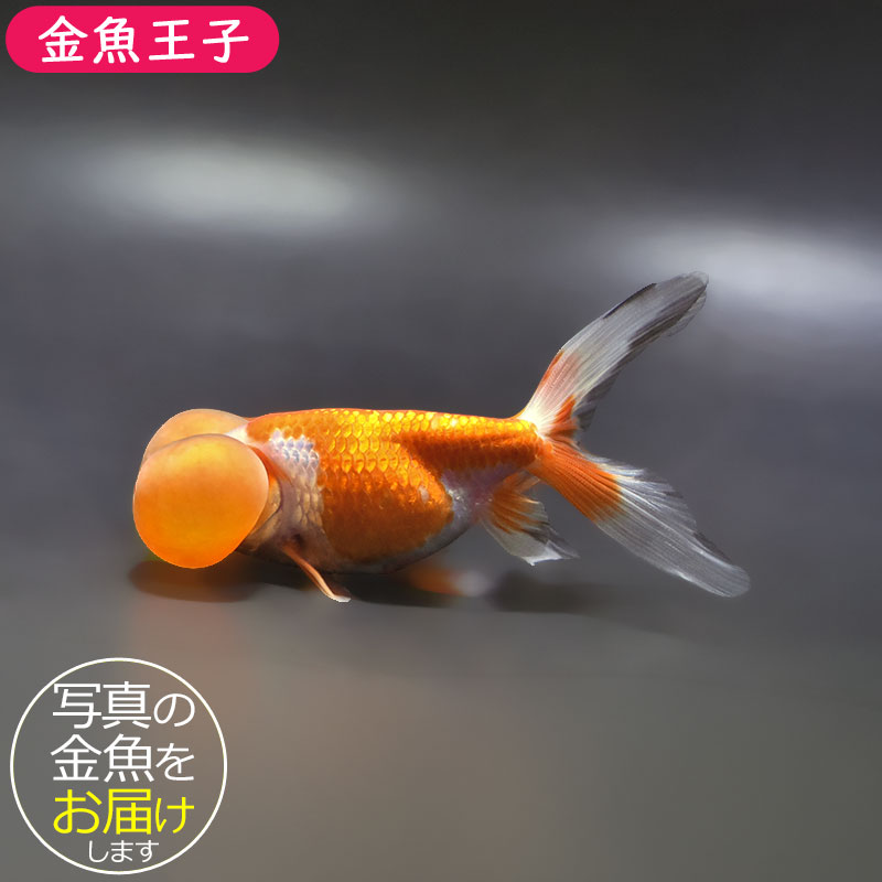 金魚王子】更紗水泡眼 12.5cm前後 (個体番号：xsw593) 金魚 きんぎょ