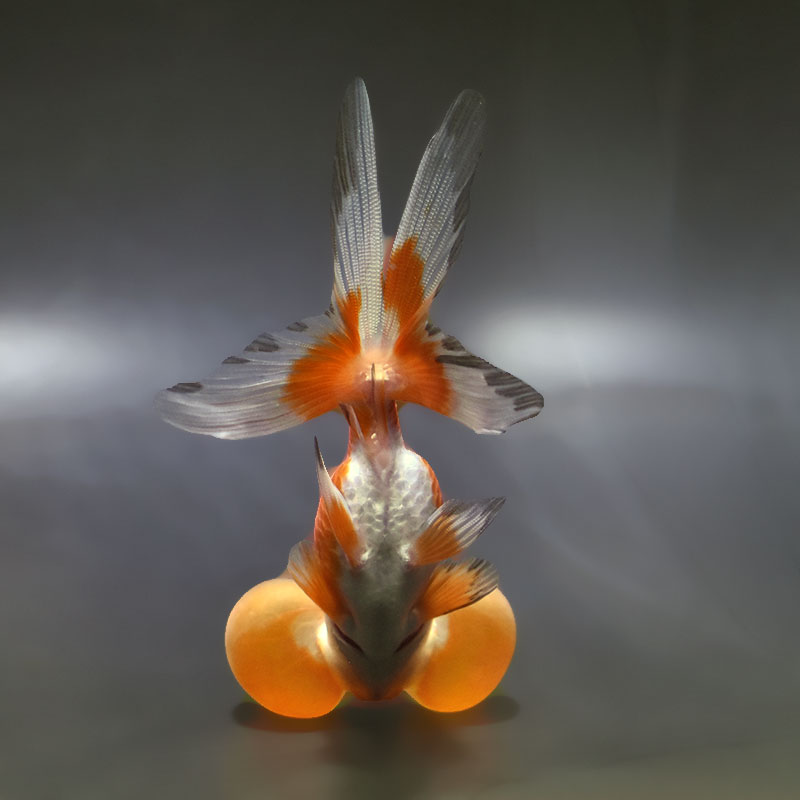 金魚王子】更紗水泡眼 12.5cm前後 (個体番号：xsw593) 金魚 きんぎょ