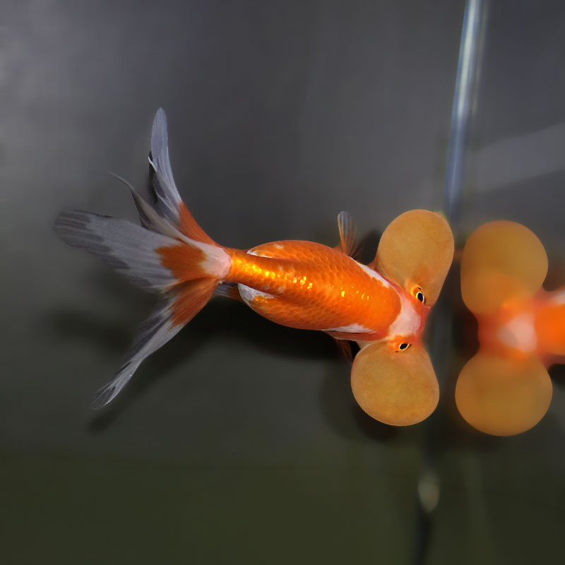 金魚王子】更紗水泡眼 12.5cm前後 (個体番号：xsw593) 金魚 きんぎょ