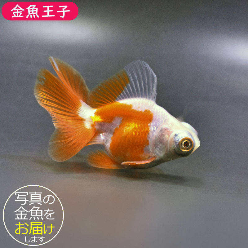 金魚王子】更紗蝶尾 9±1cm前後 (個体番号：xsw769) 金魚 きんぎょ 生体