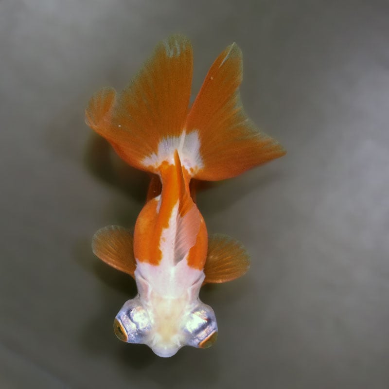 金魚王子】更紗蝶尾 9±1cm前後 (個体番号：xsw769) 金魚 きんぎょ 生体