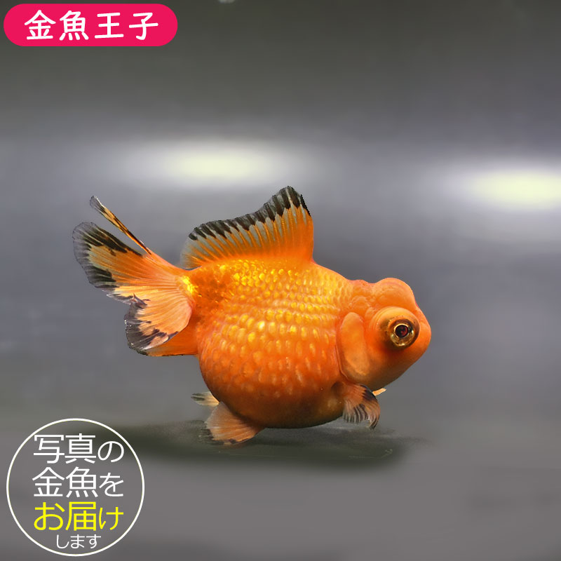 金魚商品【２】 金魚王子】レッド出目高頭浜錦 10cm前後 (個体番号：zaq202) 金魚