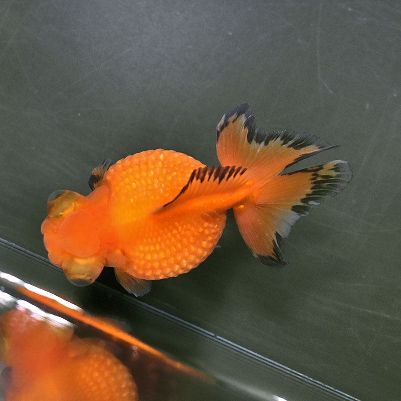 金魚王子】レッド出目高頭浜錦 10cm前後 (個体番号：zaq202) 金魚