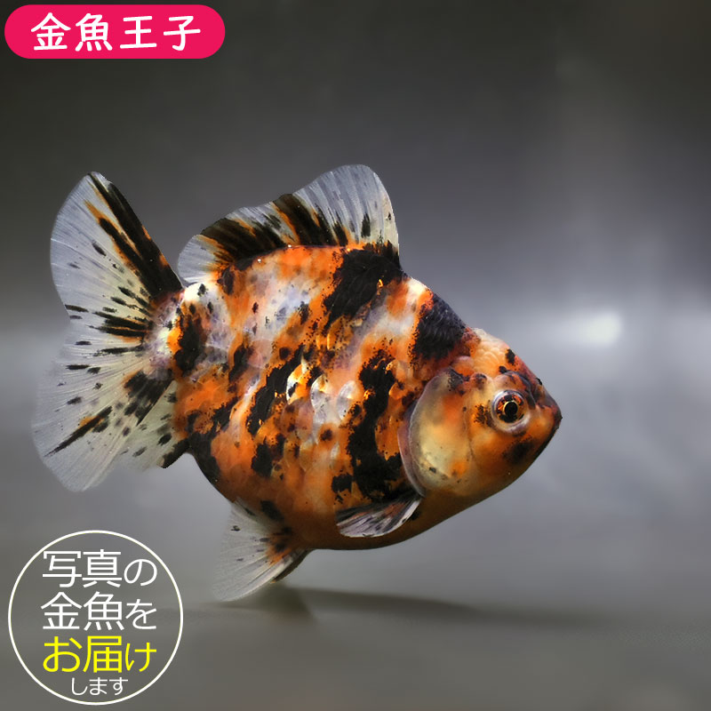 金魚王子】キャリコショートテールオランダ 11±1cm前後 (個体番号