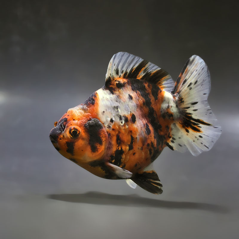 金魚 金魚王子】キャリコショートテールオランダ 11±1cm前後 (個体番号