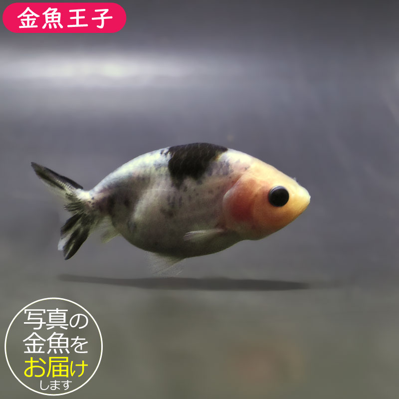 金魚王子】絣り柄江戸錦 7±1cm前後 (個体番号：zaq725) 金魚 きんぎょ