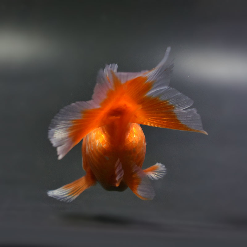 土佐金親魚 金魚王子】土佐金(土佐錦魚) 7±1cm前後 (個体番号：cde336) 金魚