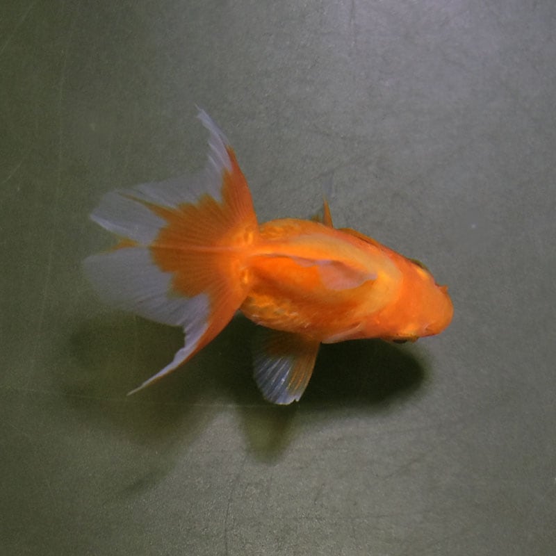 金魚王子】土佐金(土佐錦魚) 7±1cm前後 (個体番号：cde334) 金魚