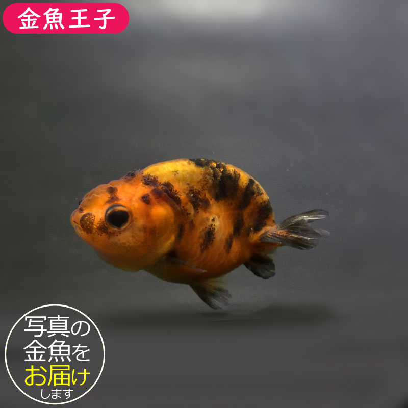 『きんぎょ』 金魚王子】シルク朱文金 9±1cm前後 (個体番号：cde544) 金魚