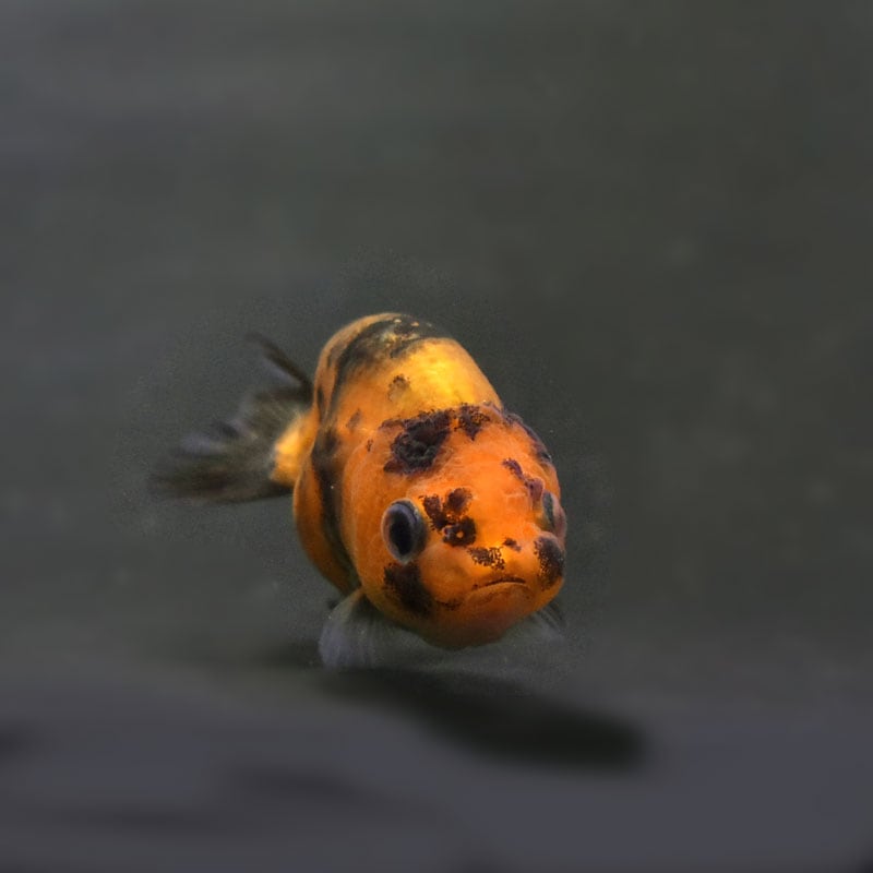 テコチチ【願いが叶う】【金運 財運 繁栄 招福】金魚 きんぎょ らんちゅう テコチチ様専用【願いが叶う】【金運 財運 繁栄 招福】金魚