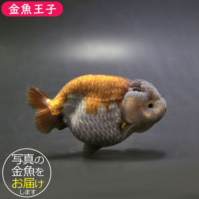 メノウの金魚の置物 金魚王子】メノウらんちゅう 8.5cm前後 (個体番号：cde992) 金魚