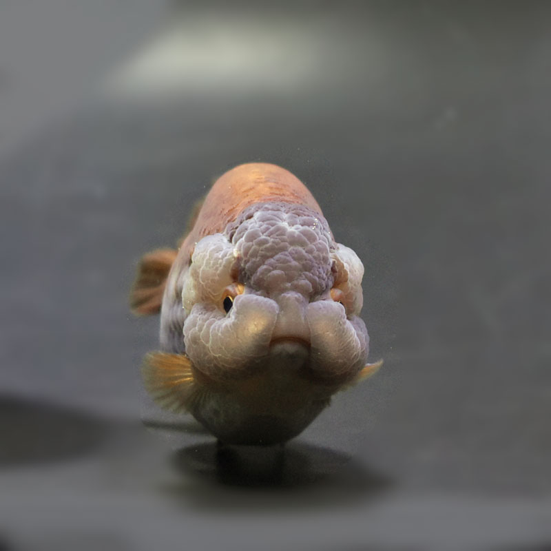 金魚王子】メノウらんちゅう 8.5cm前後 (個体番号：cde992) 金魚