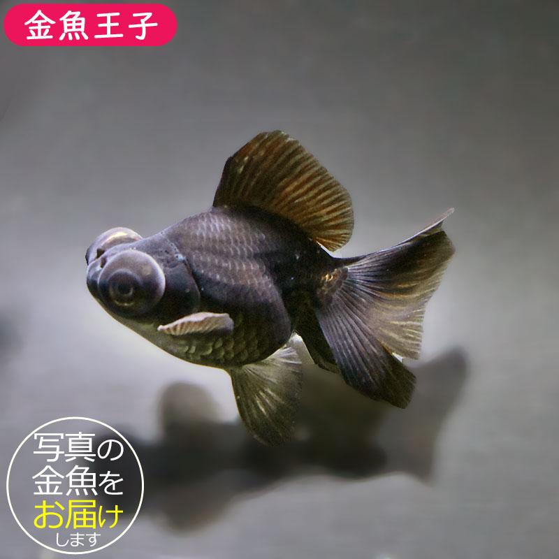 ＊*＊様 【オークション】Mellojoy ながーいシリーズ シークレット 金魚 Mellojoy ながーいシリーズ シークレット 金魚 和風 メロジョイ｜Yahoo