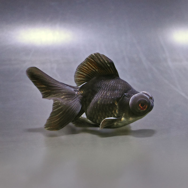 金魚王子】黒蝶尾 9±1cm前後 (個体番号：xsw770) 金魚 きんぎょ 生体