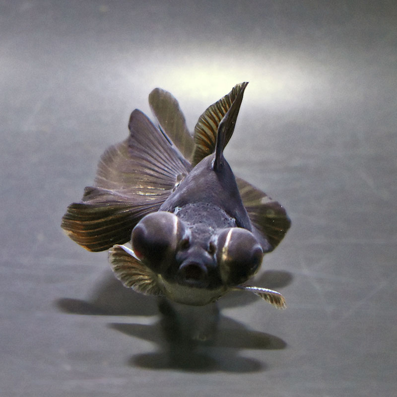 金魚王子】黒蝶尾 9±1cm前後 (個体番号：xsw770) 金魚 きんぎょ 生体