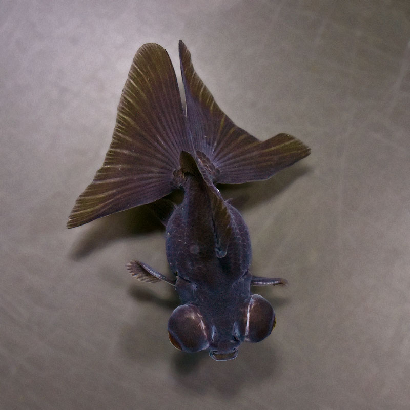 金魚王子】黒蝶尾 9±1cm前後 (個体番号：xsw770) 金魚 きんぎょ 生体