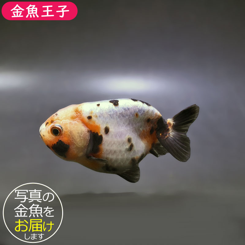 金魚王子】江戸錦 9±1cm前後 (個体番号：xsw934) 金魚 きんぎょ 生体