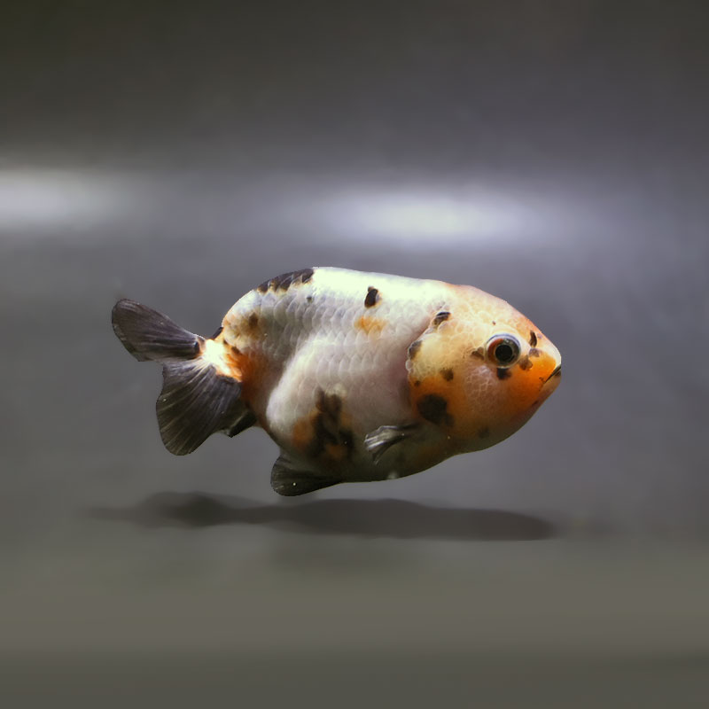 金魚王子】江戸錦 9±1cm前後 (個体番号：xsw934) 金魚 きんぎょ 生体