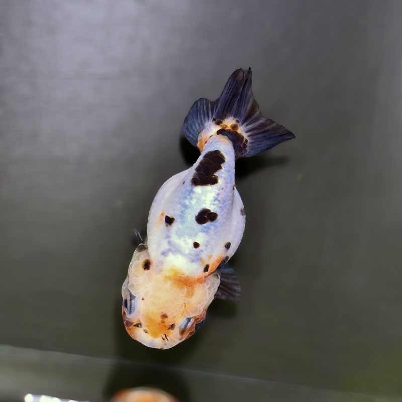 金魚王子】江戸錦 9±1cm前後 (個体番号：xsw934) 金魚 きんぎょ 生体