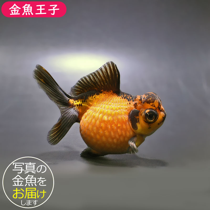 金魚王子】虎出目高頭浜錦 10cm前後 (個体番号：zaq203) 金魚 きんぎょ