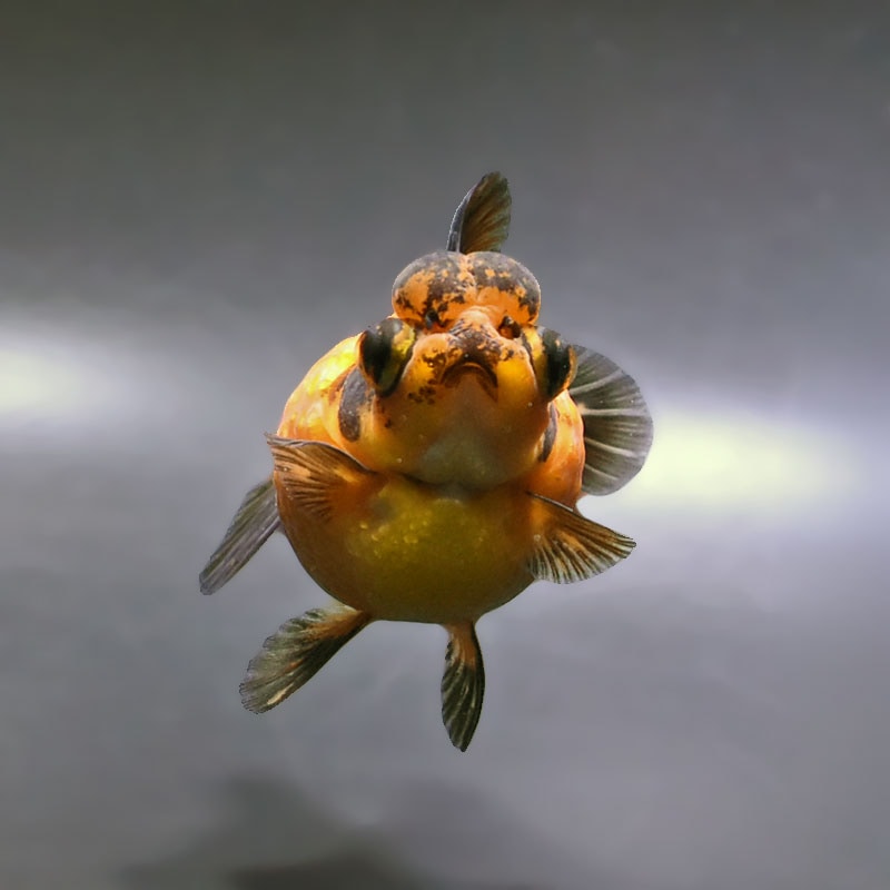 金魚王子】虎出目高頭浜錦 10cm前後 (個体番号：zaq203) 金魚 きんぎょ