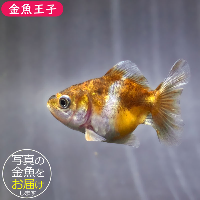 金魚王子】バルーンオランダ 6.5±1cm前後 (個体番号：zaq565) 金魚