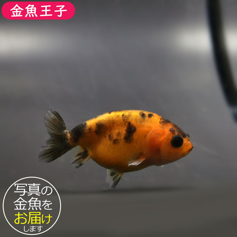 金魚王子】変わり柄らんちゅう 6±1cm前後 (個体番号：cde512