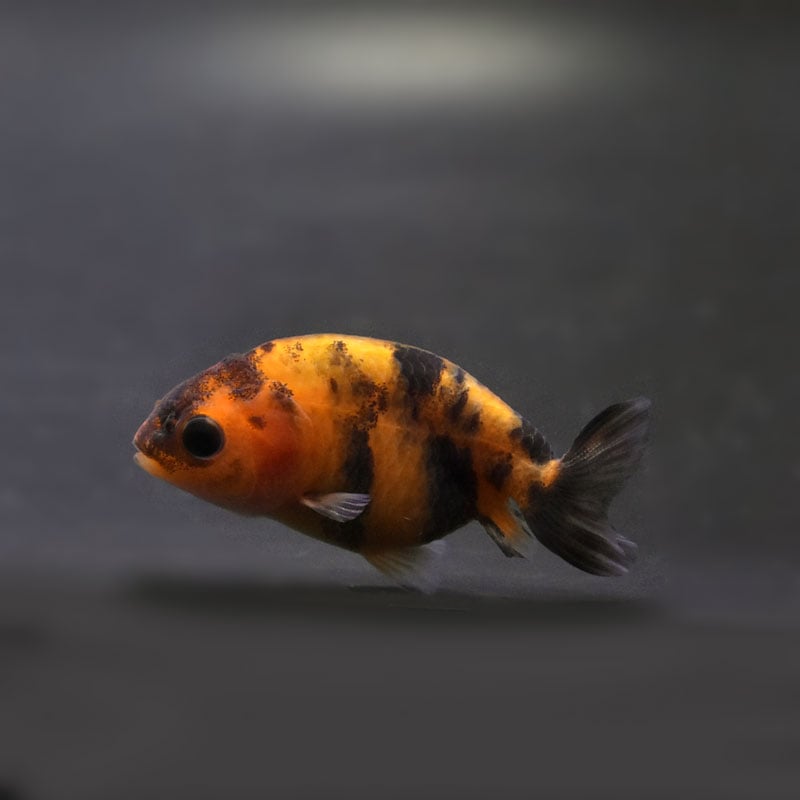 きんぎょ様 桜錦 1番 全長約11.5センチ 金魚 kingyo 金魚生体 きんぎょ | 桜