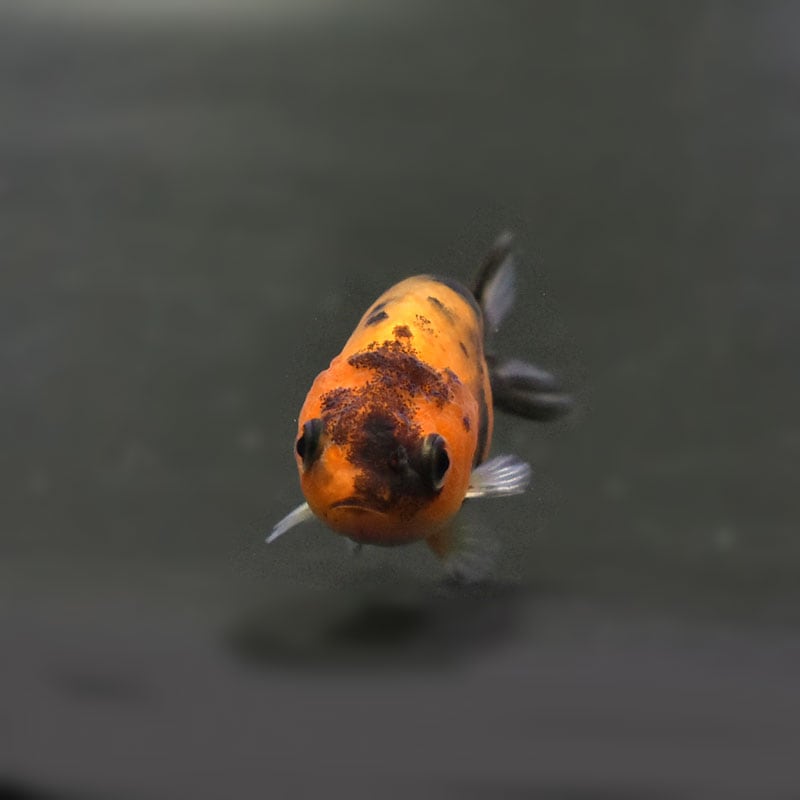 金魚王子】変わり柄らんちゅう 6±1cm前後 (個体番号：cde512) 金魚