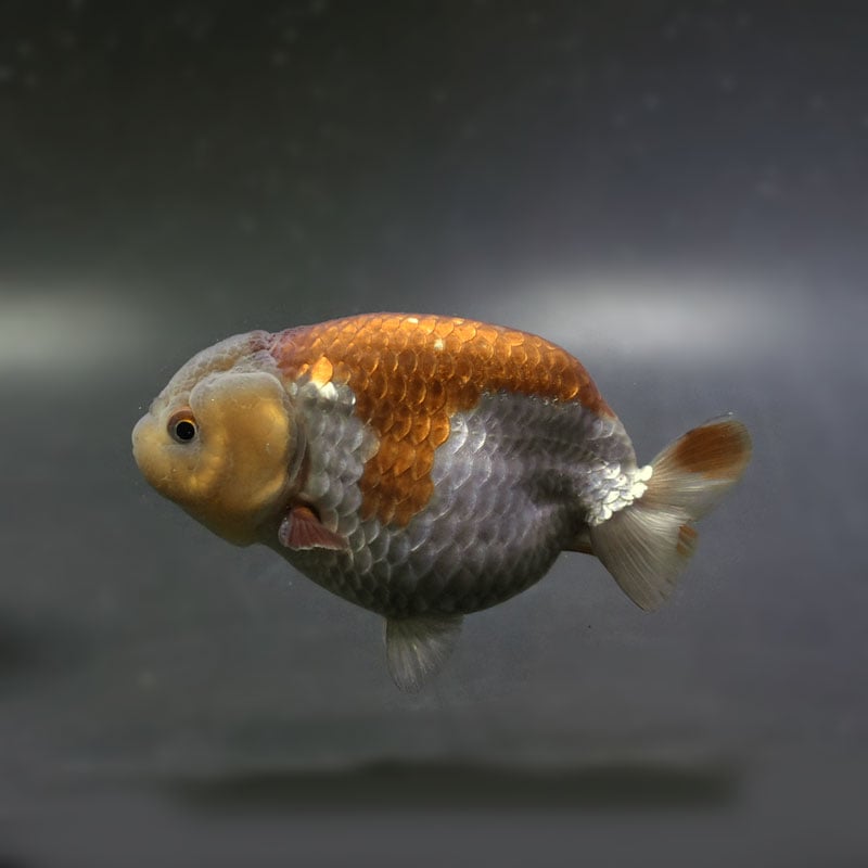 金魚王子】メノウらんちゅう 9cm前後 (個体番号：cde993) 金魚