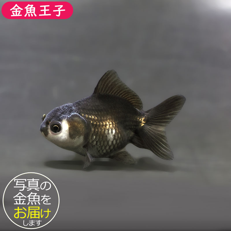 年末限定価格！破格です！オランダ獅子頭　金魚 金魚王子】レッドオランダ 10cm前後 (個体番号：cde324) 金魚 きんぎょ