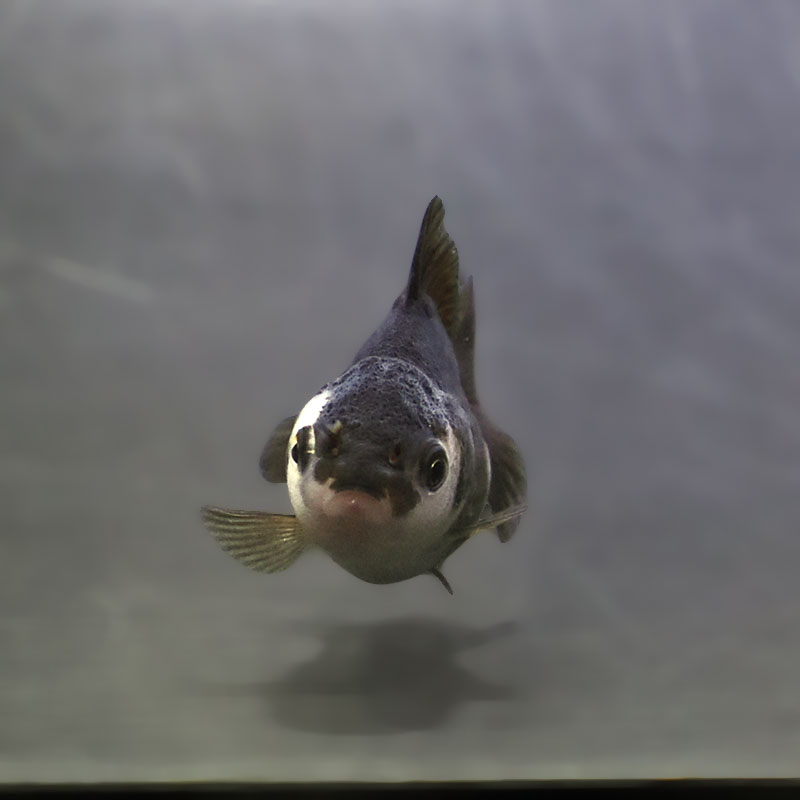 金魚　珍しいシルクオランダ2歳18センチ c4b786a720a4d9d9e38ac4c2dedacb