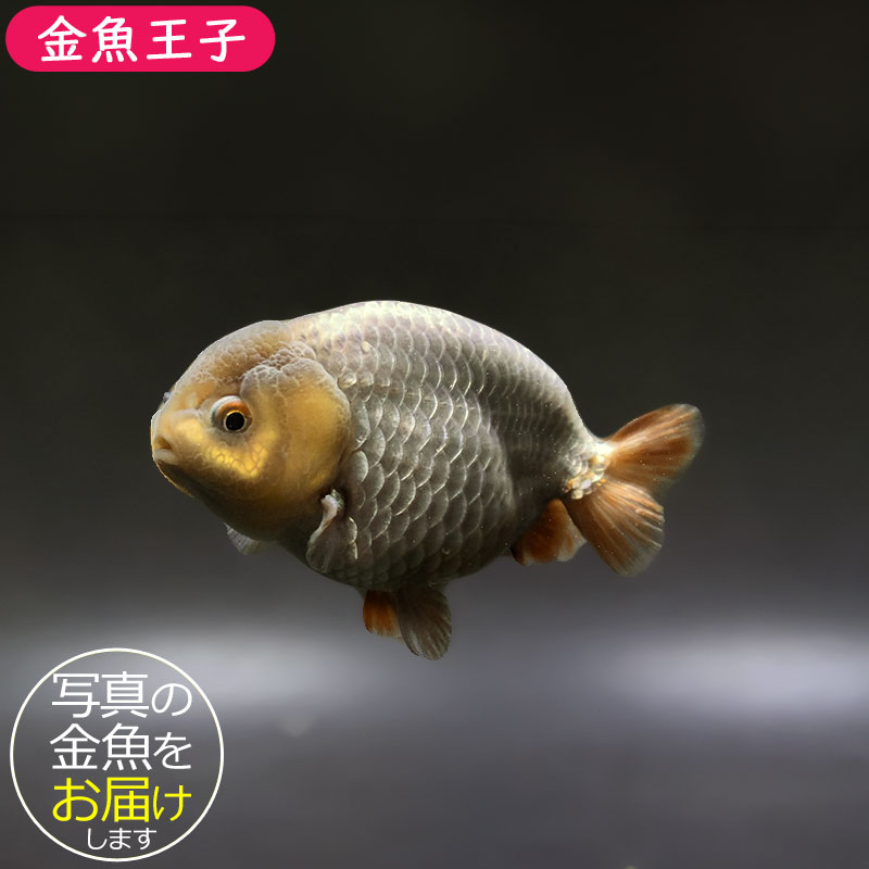 金魚王子】メノウらんちゅう 8±1cm前後 (個体番号：xsw601) 金魚