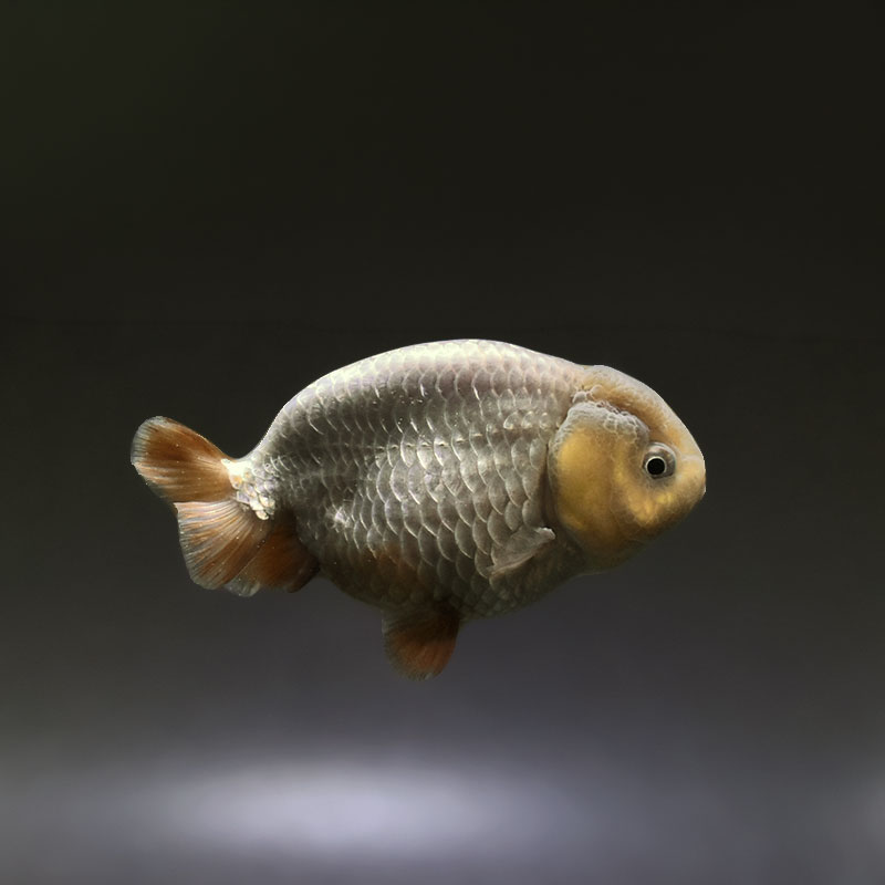 金魚王子】メノウらんちゅう 8±1cm前後 (個体番号：xsw601) 金魚