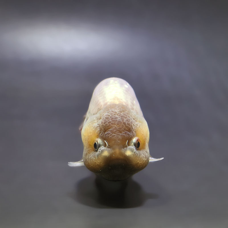 金魚王子】メノウらんちゅう 8±1cm前後 (個体番号：xsw601) 金魚