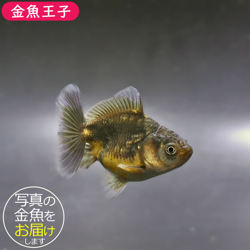 金魚王子】バルーンオランダ 6.5±1cm前後 (個体番号：zaq212) 金魚