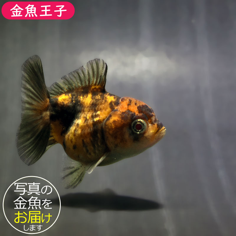 金魚一位　 金魚王子】バルーンオランダ 6.5±1cm前後 (個体番号：zaq566) 金魚