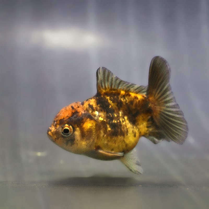 金魚王子】バルーンオランダ 6.5±1cm前後 (個体番号：zaq566) 金魚