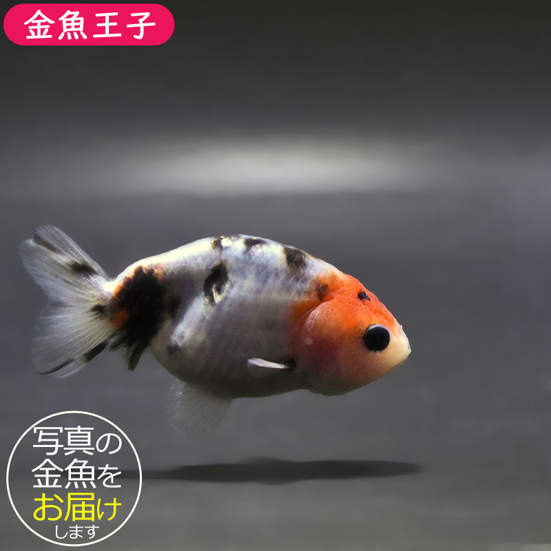 金魚 金魚王子】絣り柄江戸錦 7±1cm前後 (個体番号：zaq728) 金魚 きんぎょ