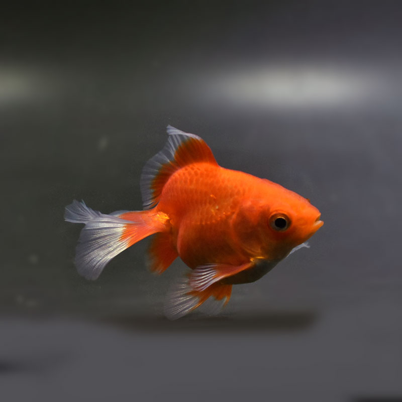 金魚王子】土佐金(土佐錦魚) 7±1cm前後 (個体番号：cde336) 金魚