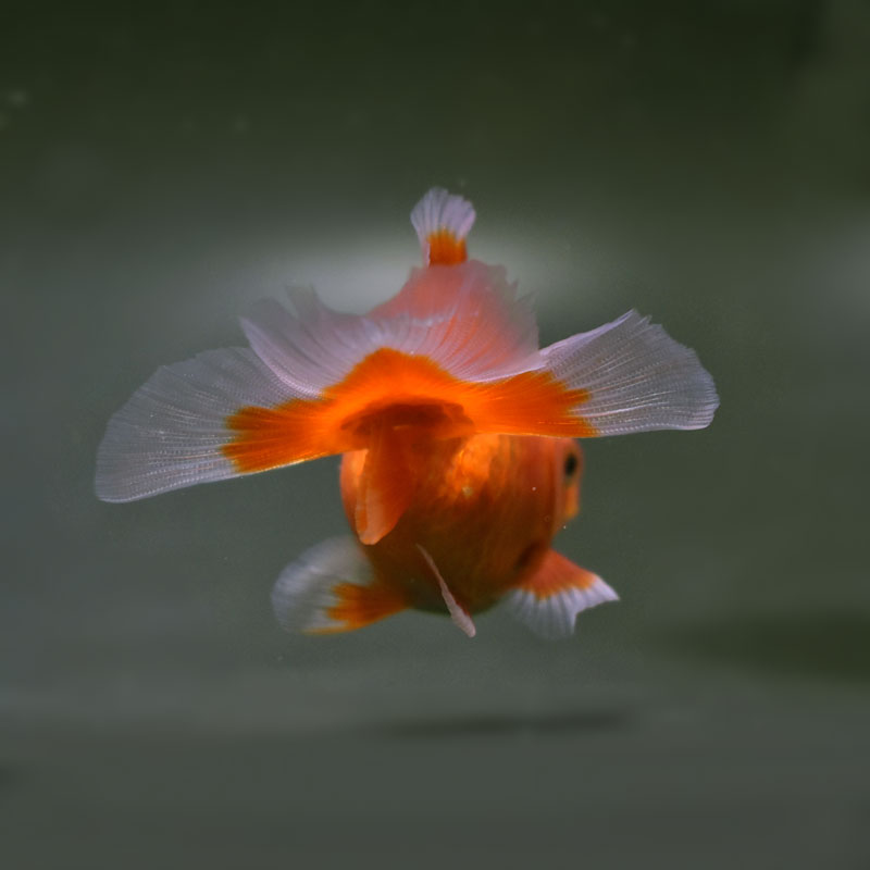 金魚王子】土佐金(土佐錦魚) 7±1cm前後 (個体番号：cde336) 金魚