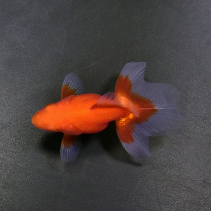 金魚王子】土佐金(土佐錦魚) 7±1cm前後 (個体番号：cde336) 金魚