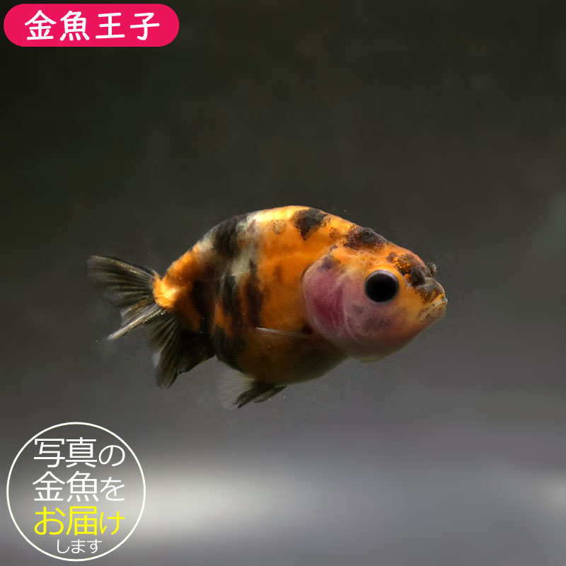 金魚王子】変わり柄らんちゅう 6±1cm前後 (個体番号：cde513) 金魚