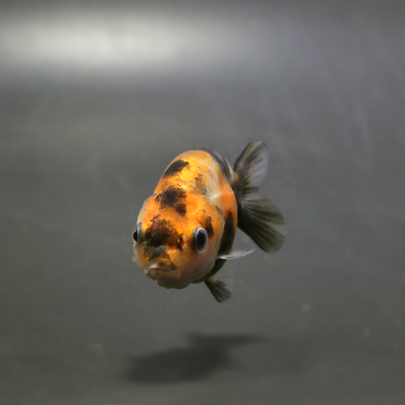 らんちゅう他 金魚王子】変わり柄らんちゅう 6.5±1cm前後 (個体番号：cde906) 金魚