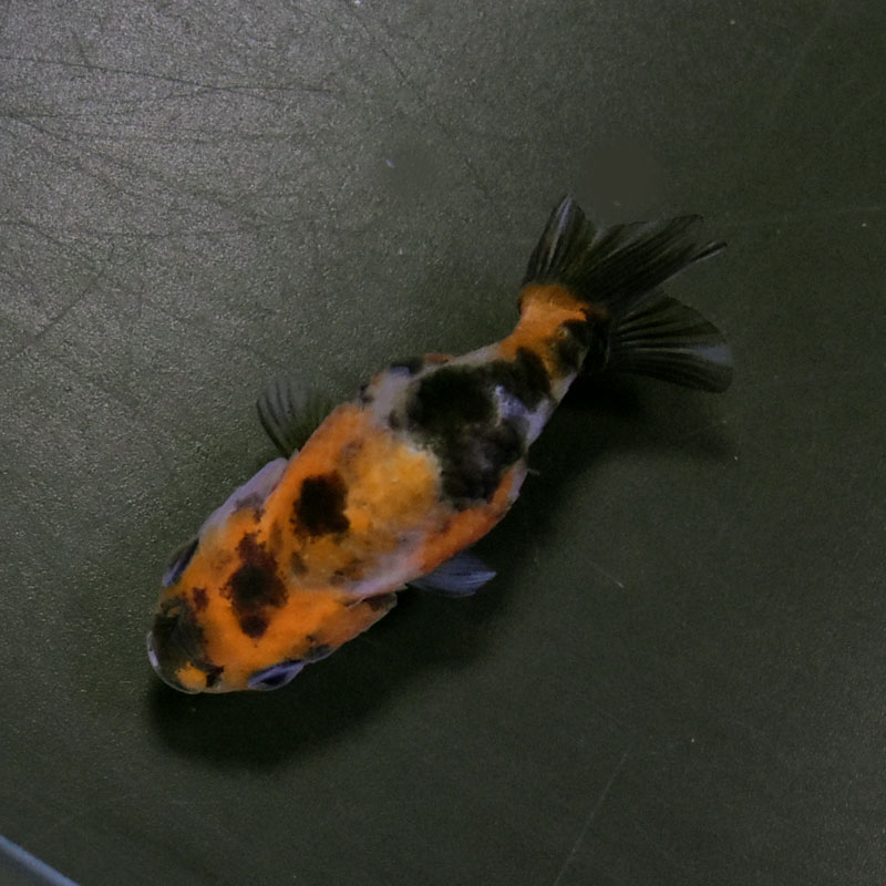 金魚王子】変わり柄らんちゅう 6±1cm前後 (個体番号：cde513) 金魚